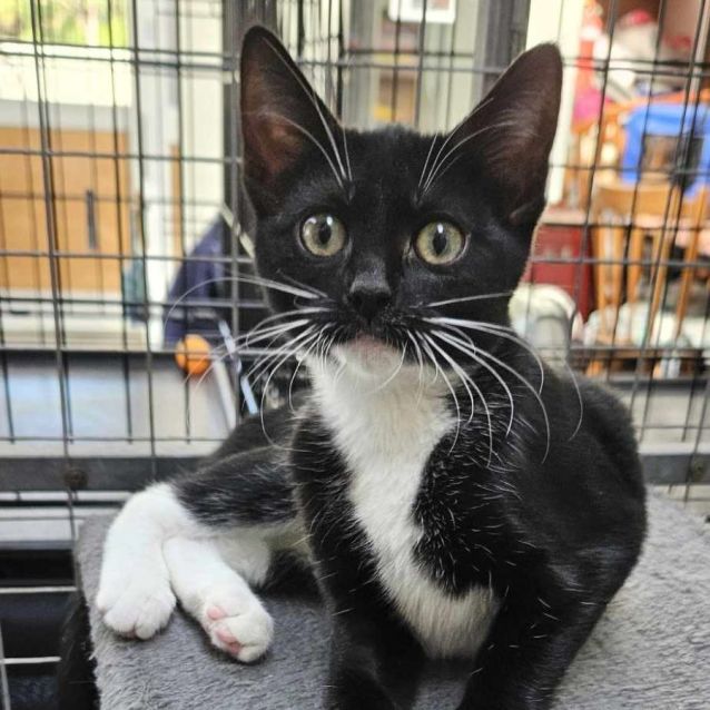 Photo of Rhyanna ** 2nd Chance Cat Rescue**