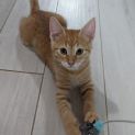 Photo of Blaze