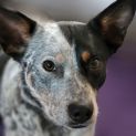 Photo of Squirt  Blue Heeler