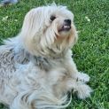 Photo of Bruiser