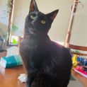 Photo of Merlin