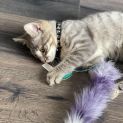 Photo of Tech ** 2nd Chance Cat Rescue**