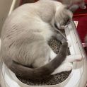 Photo of Tinkerbell