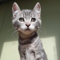 Photo of Totoro