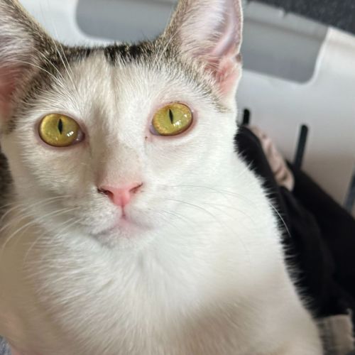 Pixel