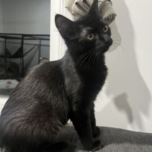 Minnie ** 2nd Chance Cat Rescue**