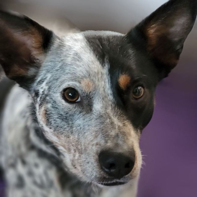 Photo of Squirt  Blue Heeler