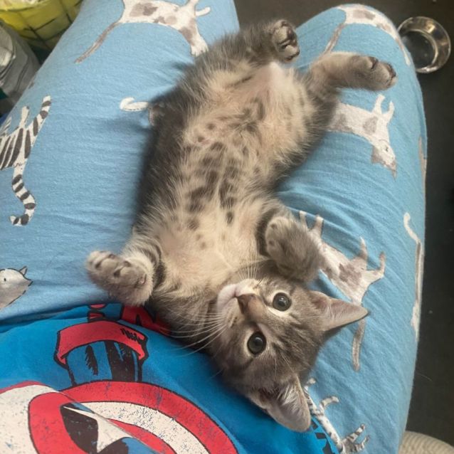 Photo of Caduceus **2nd Chance Cat Rescue**