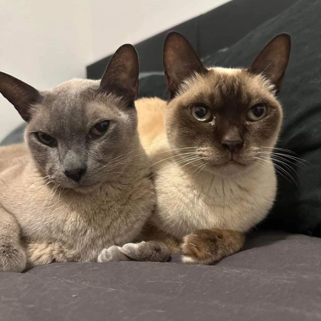 Photo of Archie & Memphis