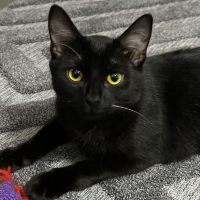 Photo of Cinder 🐈‍⬛