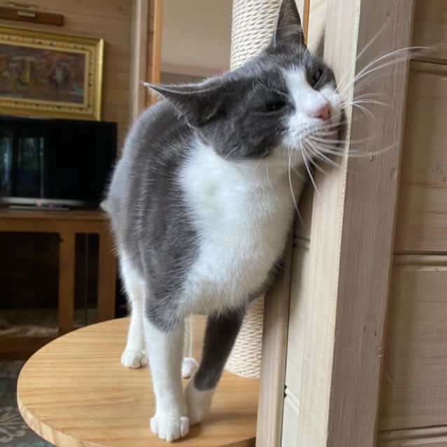 Photo of Chippy 🌸🌸