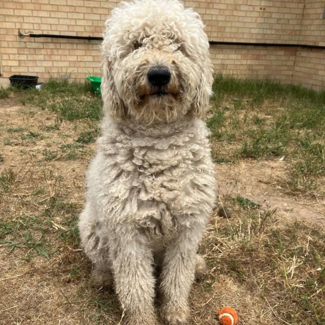 Photo of Dolly