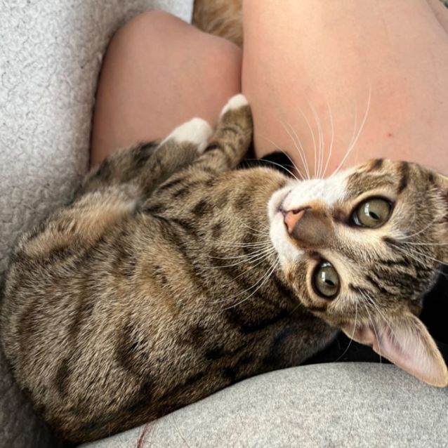 Photo of Cheetah *9 Lives Project Rescue*