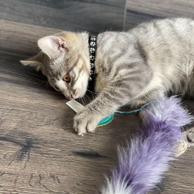 Photo of Tech ** 2nd Chance Cat Rescue**