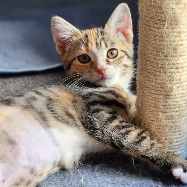 Photo of Candy ^^Dandy Cat Rescue^^