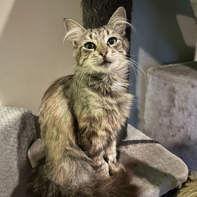 Photo of Freyja **2nd Chance Cat Rescue**