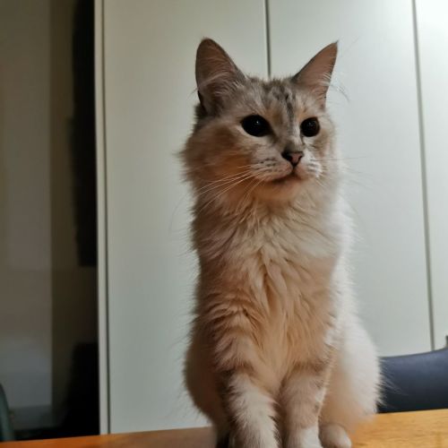 Lola