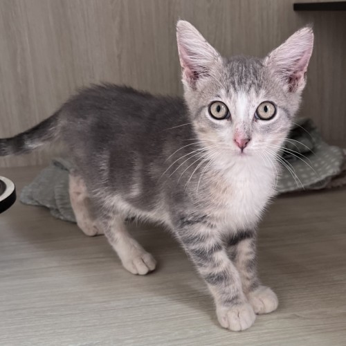 No photo for C1556 Dobby