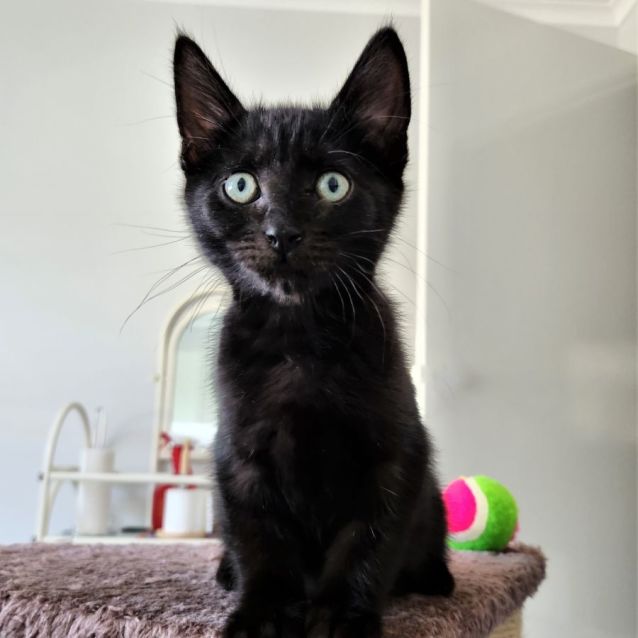 Photo of Sirius ^^Dandy Cat Rescue^^