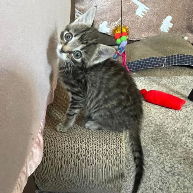 Photo of Koa **2nd Chance Cat Rescue**