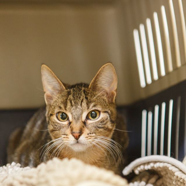 Photo of Cupid & Arrow *9 Lives Project Rescue*