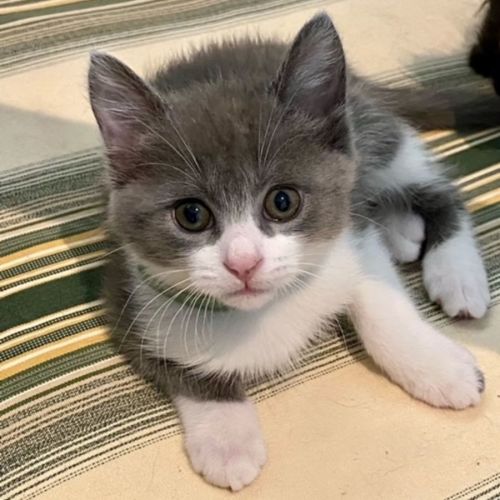 Nala 