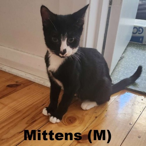 Mittens