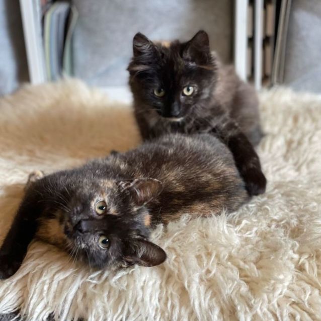 Photo of Sweet Nutmeg