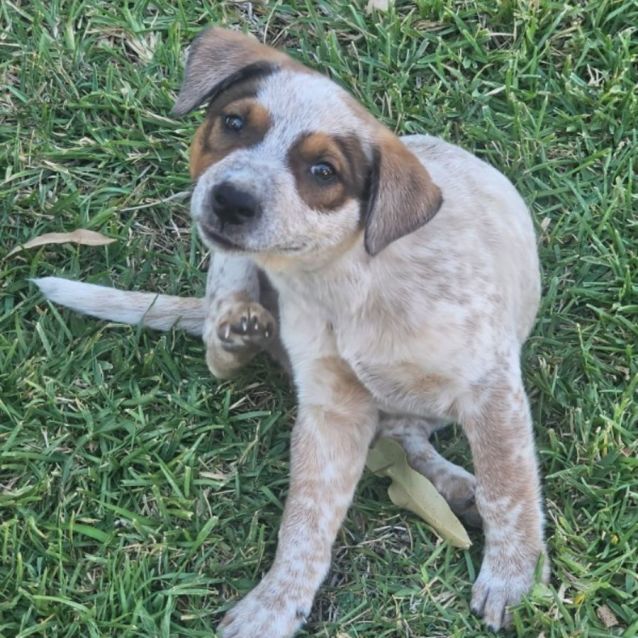 Photo of Rocky