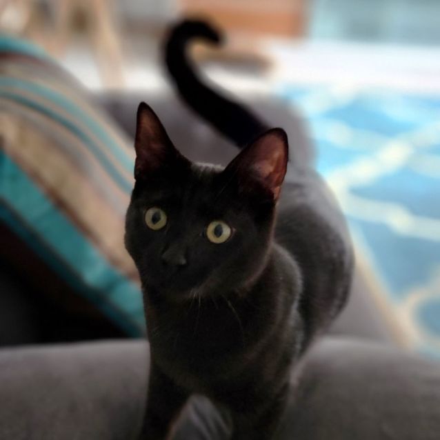 Photo of Licorice ^^Dandy Cat Rescue^^