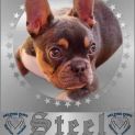 Photo of Steel