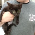 Photo of Koda **2nd Chance Cat Rescue**