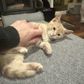 Photo of Oakie **2nd Chance Cat Rescue**