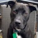 Photo of Buddy