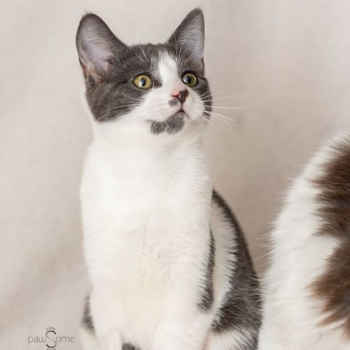 MJ **2nd Chance Cat Rescue**