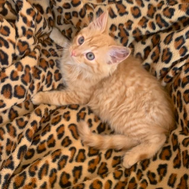 Photo of Cody 🧡🐈🧡