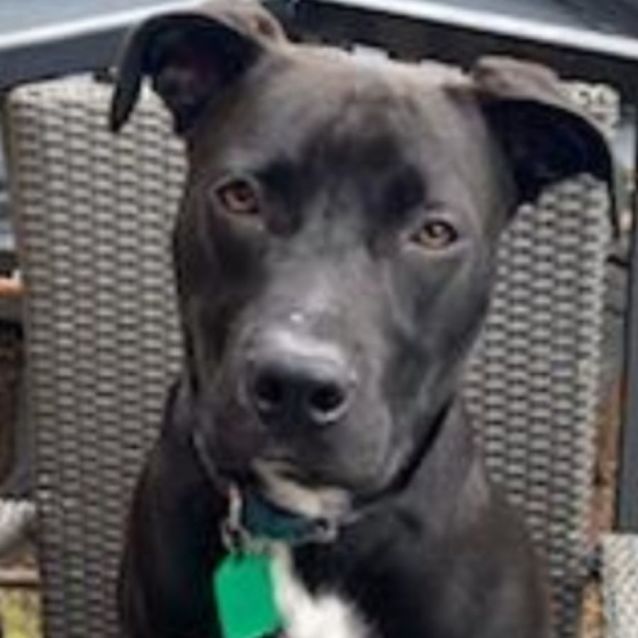 Photo of Buddy 