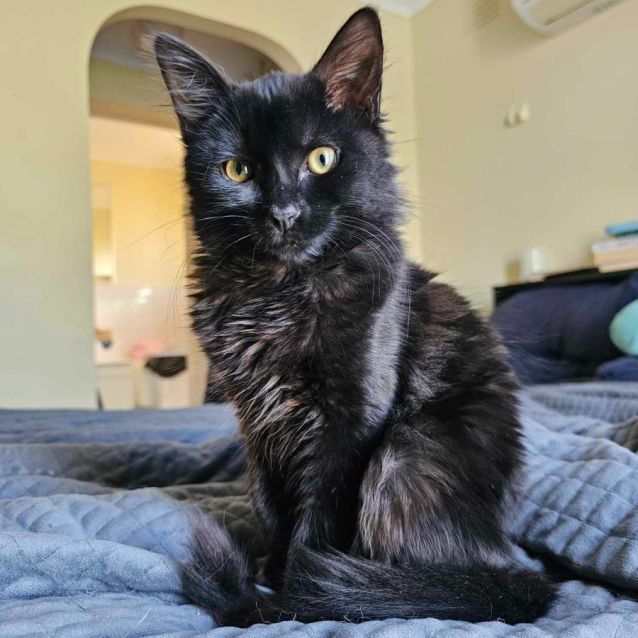 Photo of Malakai & Mazikeen (Located In Wyndham Vale)