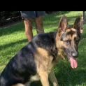 Photo of Tyson