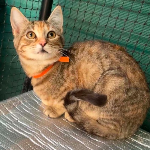Alara **2nd Chance Cat Rescue**