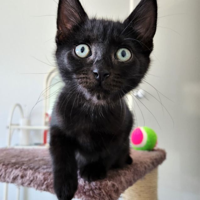 Photo of Sirius ^^Dandy Cat Rescue^^