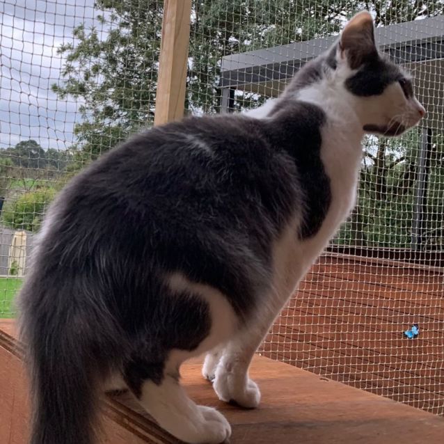 Photo of Seamstress ^Dandy Cat Rescue^