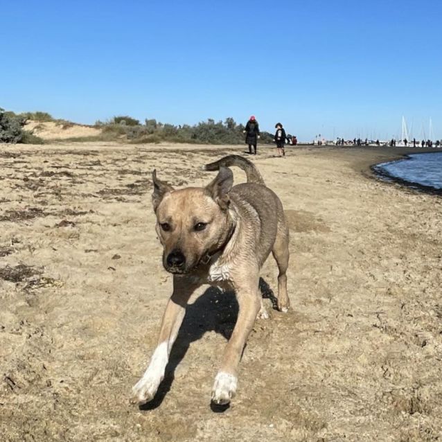 Photo of Dante 