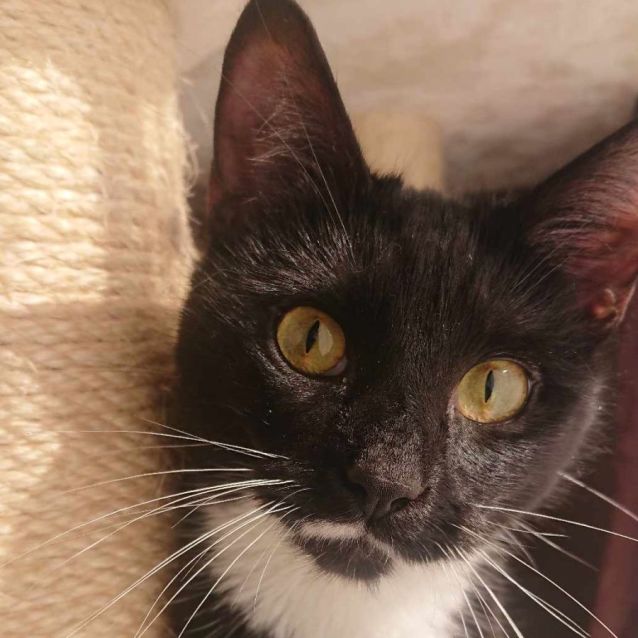 Photo of Wendy **2nd Chance Cat Rescue**