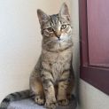 Photo of Honey