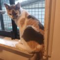 Photo of Cailler ** 2nd Chance Cat Rescue**