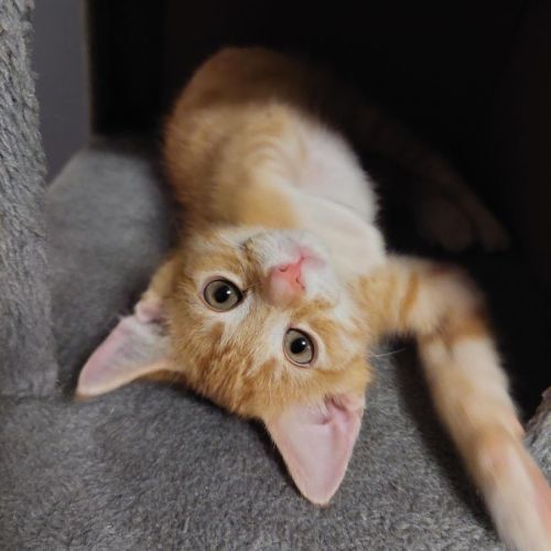 Ronnie ^^Dandy Cat Rescue^^