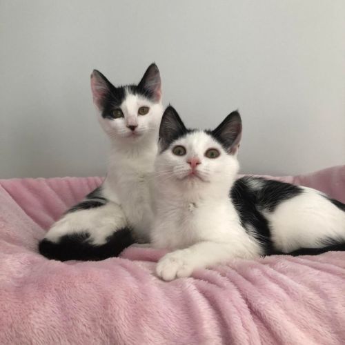 Indis and Idril