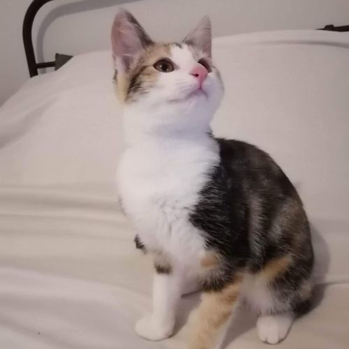 Vamp ~ Adopt me @ Petstock Chelsea 19/03/23