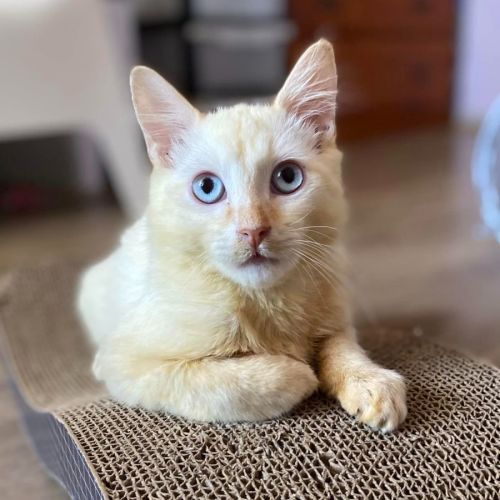 Brighter future cat rescue discount